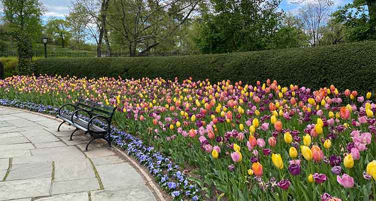 Tulips